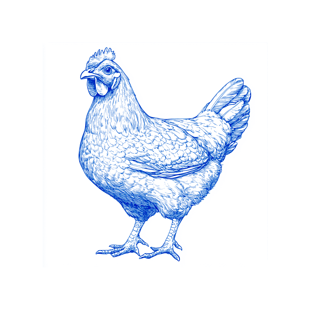 Pollo